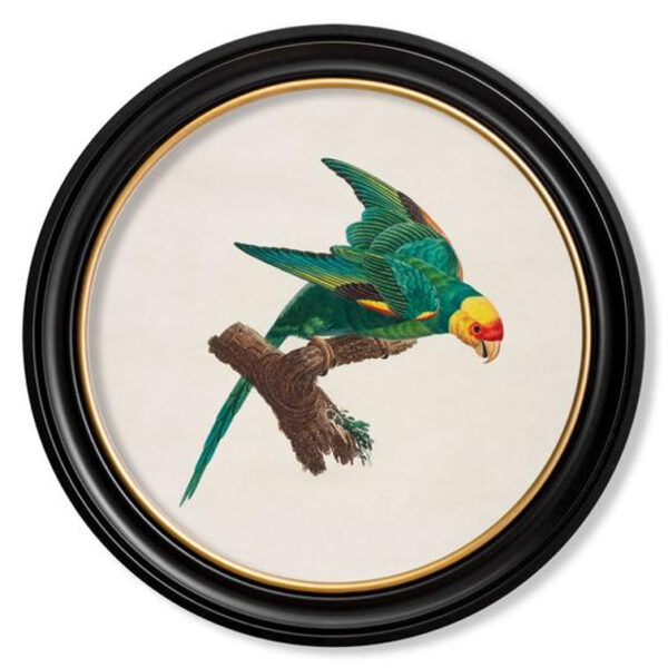 Golden Crowned Parakeet c.1809