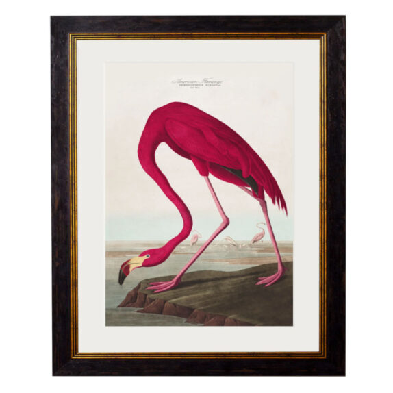 American Flamingo  c.1838