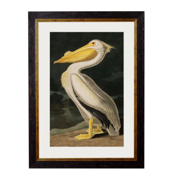 Pelican C.1838
